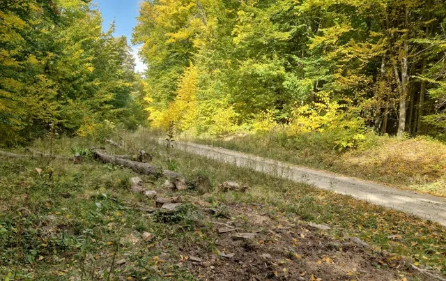 Un drum de țară străbate o pădure cu copaci cu frunziș verde și galben sub un cer senin.