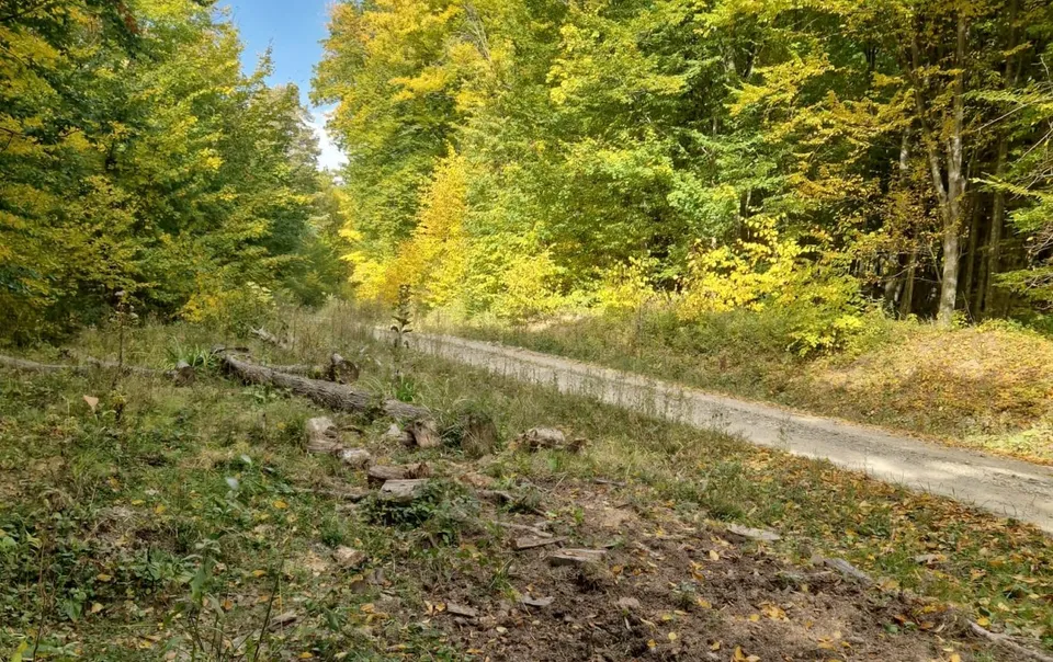 Un drum de țară străbate o pădure cu copaci cu frunziș verde și galben sub un cer senin.