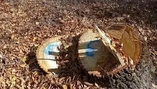 Tăieturi de trunchiuri de copaci aflate pe un teren acoperit cu frunze uscate de culoare maro.