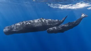 Două mamifere marine de culoare închisă înoată în apele albastre ale oceanului sub raze de lumină solară.