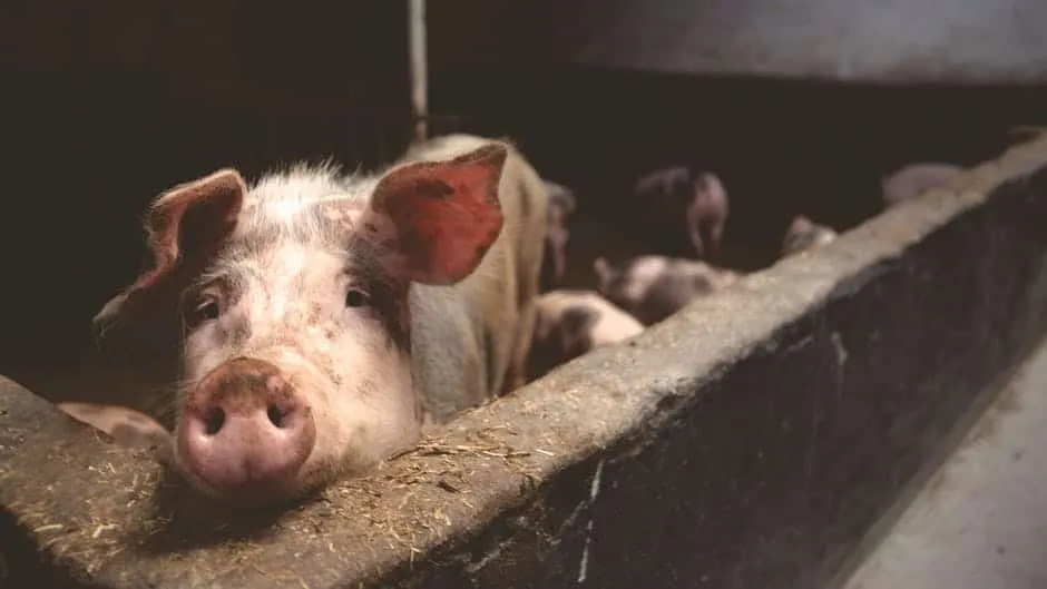 Un porc alb-cenușiu cu urechi mari este înfățișat în prim plan, uitându-se spre cameră dintr-o cușcă cu pereți de beton.