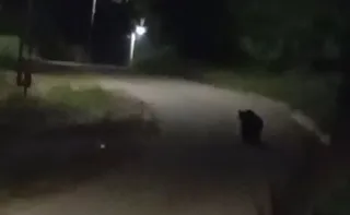 O siluetă neclară de animal negru merge pe un drum asfaltat într-un mediu întunecat sub lumina unui stâlp.
