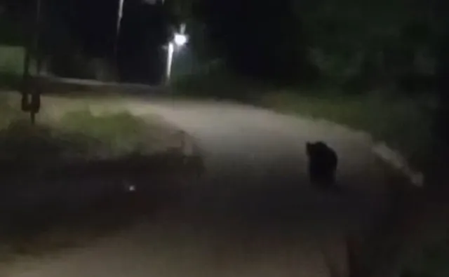 O siluetă neclară de animal negru merge pe un drum asfaltat într-un mediu întunecat sub lumina unui stâlp.