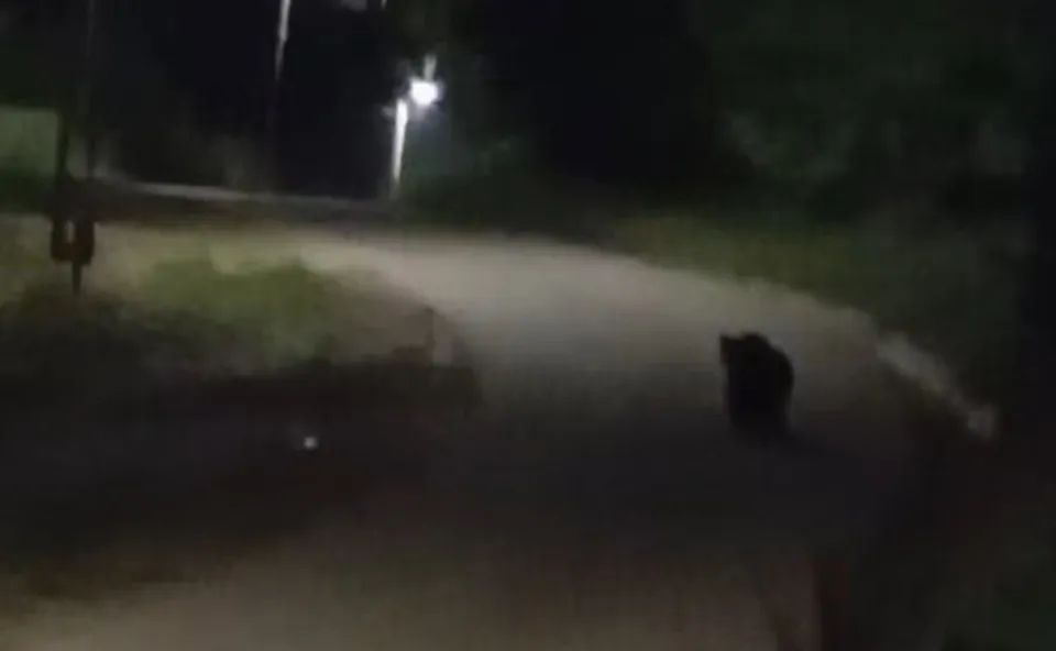 O siluetă neclară de animal negru merge pe un drum asfaltat într-un mediu întunecat sub lumina unui stâlp.