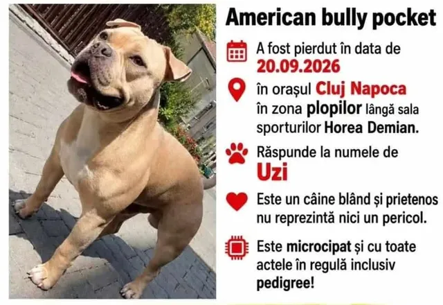 Un câine de culoare maro deschis stă întins pe o suprafață pavată lângă un perete și vegetație.