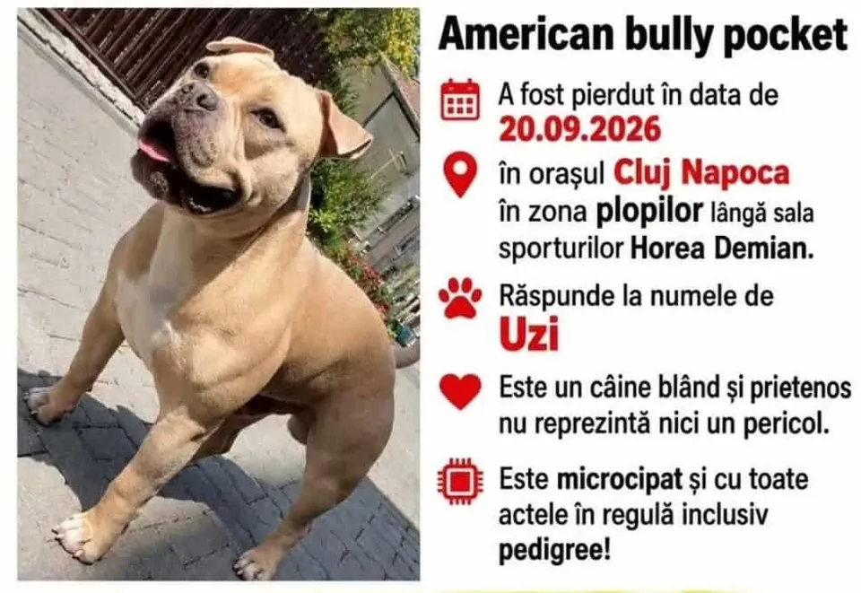 Un câine de culoare maro deschis stă întins pe o suprafață pavată lângă un perete și vegetație.