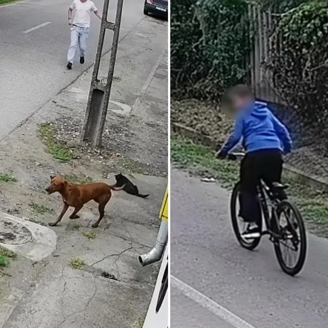 Un câine maro se mișcă pe un trotuar lângă un stâlp, în timp ce o persoană pe o bicicletă circulă pe un drum asfaltat.