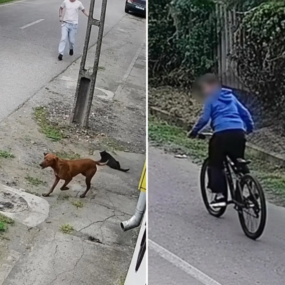 Un câine maro se mișcă pe un trotuar lângă un stâlp, în timp ce o persoană pe o bicicletă circulă pe un drum asfaltat.
