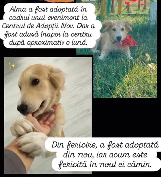 Două fotografii prezintă un câine de talie medie cu blană deschisă la culoare, unul stând în iarbă și celălalt fiind ținut de o persoană.