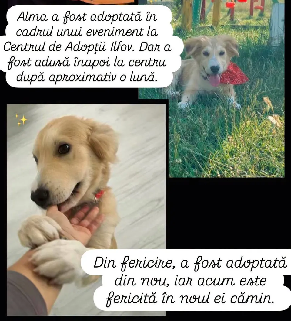 Două fotografii prezintă un câine de talie medie cu blană deschisă la culoare, unul stând în iarbă și celălalt fiind ținut de o persoană.