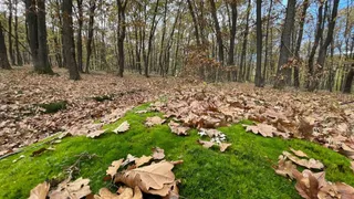 Un teren împădurit este acoperit de frunze uscate și tufișuri de iarbă verde.