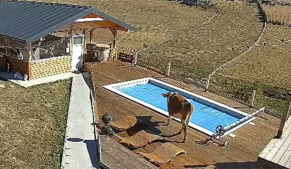 O vacă stă în interiorul unei piscine cu apă albastră, aflată pe o terasă de lemn lângă o clădire cu acoperiș metalic.
