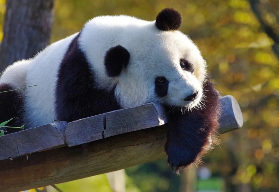Un urs panda cu blană albă și neagră stă întins pe o bucată de lemn într-un mediu cu vegetație galbenă.