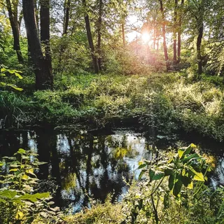 O zonă cu vegetație densă, copaci și un iaz mic de apă sub lumina soarelui.