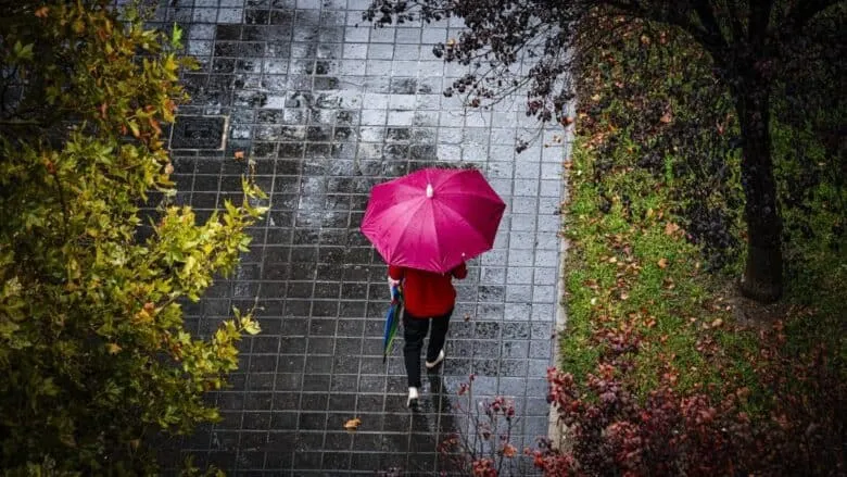 O persoană cu o umbrelă roz merge pe un trotuar umed lângă copaci și vegetație.