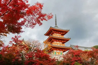 O pagodă japoneză cu mai multe etaje este înconjurată de copaci cu frunze roșii sub un cer înnorat.