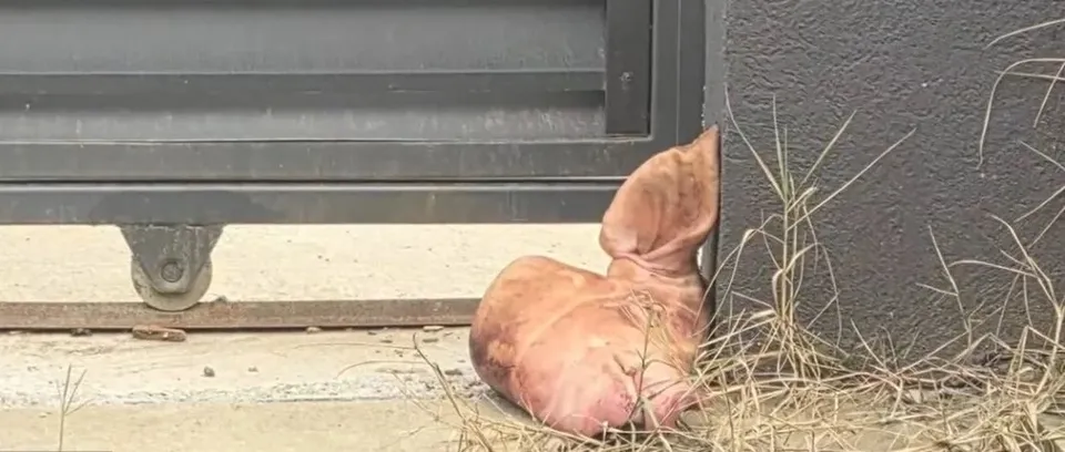 Un cap de porc este situat pe sol, lângă o poartă metalică și un perete gri, printre iarbă uscată.