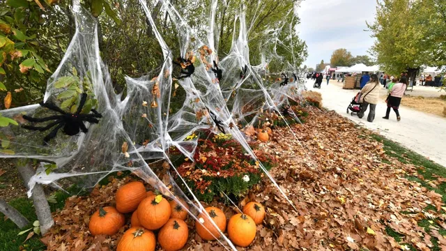 Decoruri de Halloween cu păianjeni de plastic negru, pânze de păianjen albe și dovleci portocalii sunt așezate pe un covor de frunze uscate.