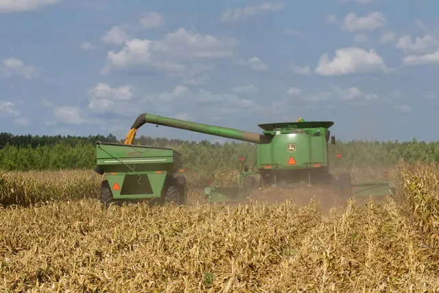O combine agricolă verde descarcă cereale într-un remorcă verde într-un câmp de porumb sub un cer cu nori.