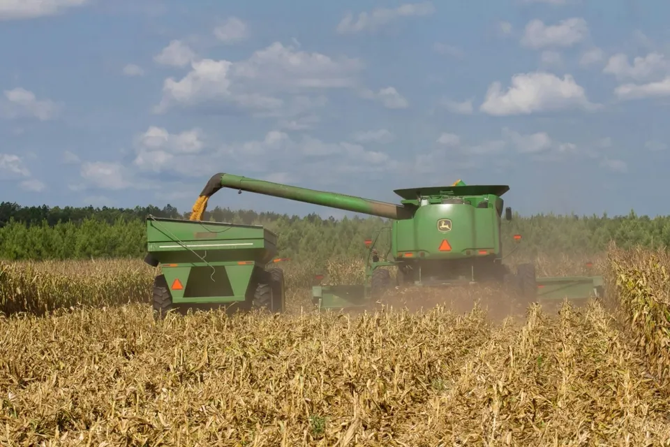 O combine agricolă verde descarcă cereale într-un remorcă verde într-un câmp de porumb sub un cer cu nori.
