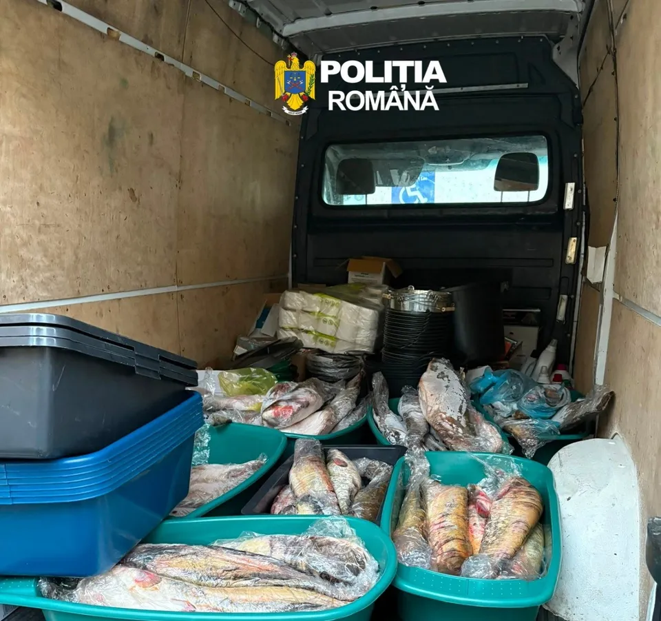 În interiorul unui vehiv de marfă sunt așezate mai multe coșuri verzi și containere de plastic conținând pește ambalat în pungi de plastic.