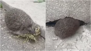 Un arici cu spini este surprins pe o suprafață gri lângă frunze uscate și sub o structură de beton.