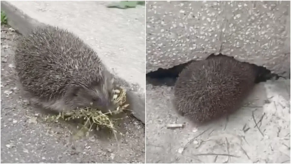 Un arici cu spini este surprins pe o suprafață gri lângă frunze uscate și sub o structură de beton.