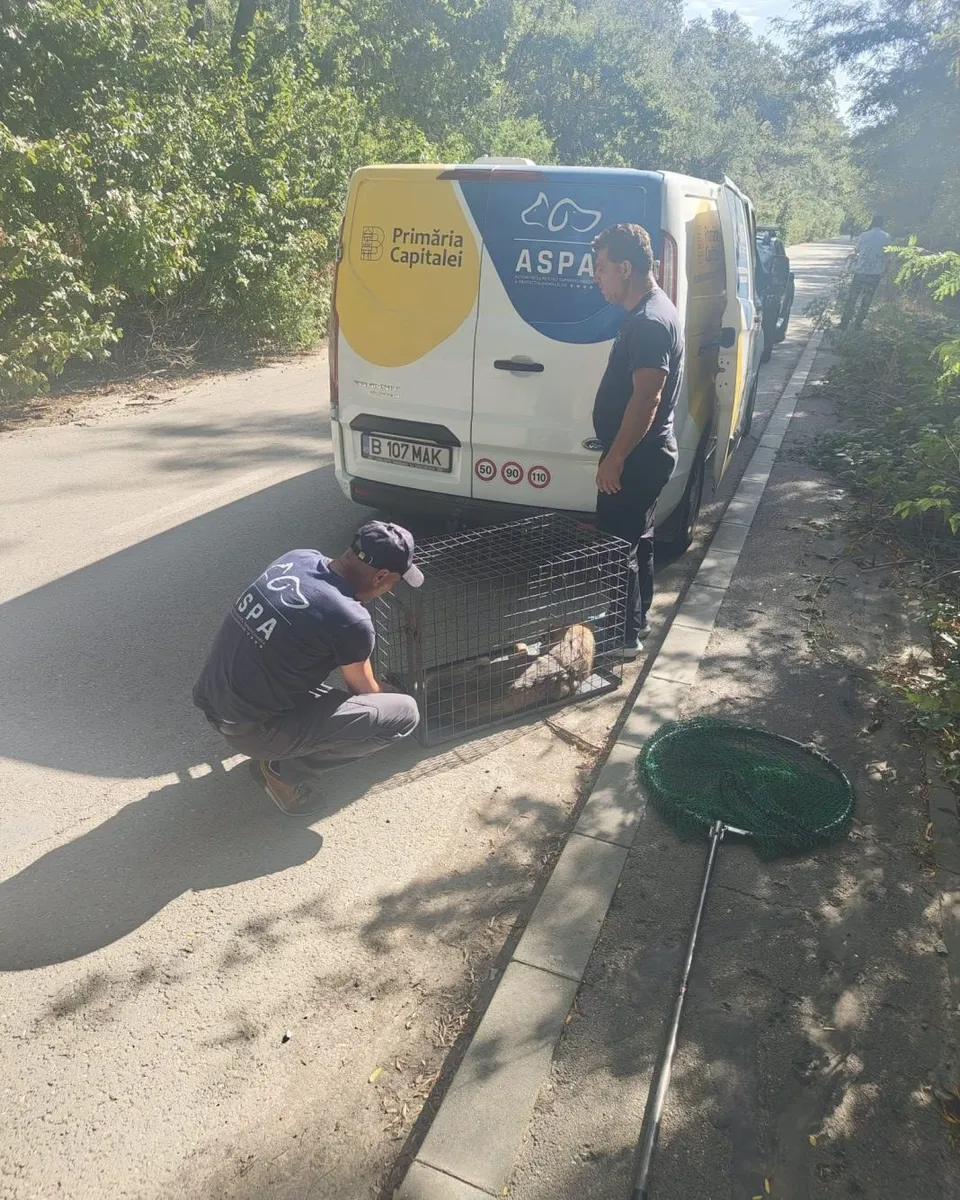 Doi angajați ASPA asistă lângă o dubă un câine aflat într-o cușcă metalică, pe marginea unui drum împădurit.