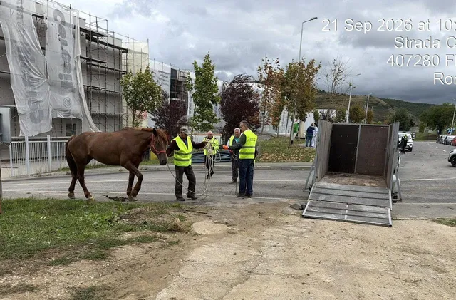 Un cal maro stă pe un drum de pământ lângă un grup de persoane purtând veste reflectorizante galbene.