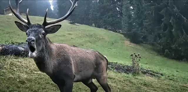 Un cerb cu coarne mari stă pe o iarbă verde într-o pădure, având gura deschisă.