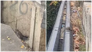 Două imagini suprapuse arată o rozătoare pe un trotuar lângă un perete și o altă rozătoare pe două țevi metalice paralele.