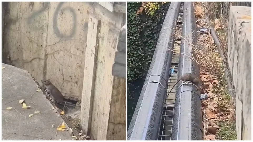 Două imagini suprapuse arată o rozătoare pe un trotuar lângă un perete și o altă rozătoare pe două țevi metalice paralele.
