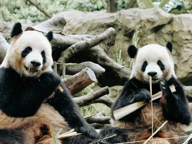 Doi urși panda stau pe un teren cu bușteni și resturi vegetale într-un mediu cu vegetație și stânci în fundal.