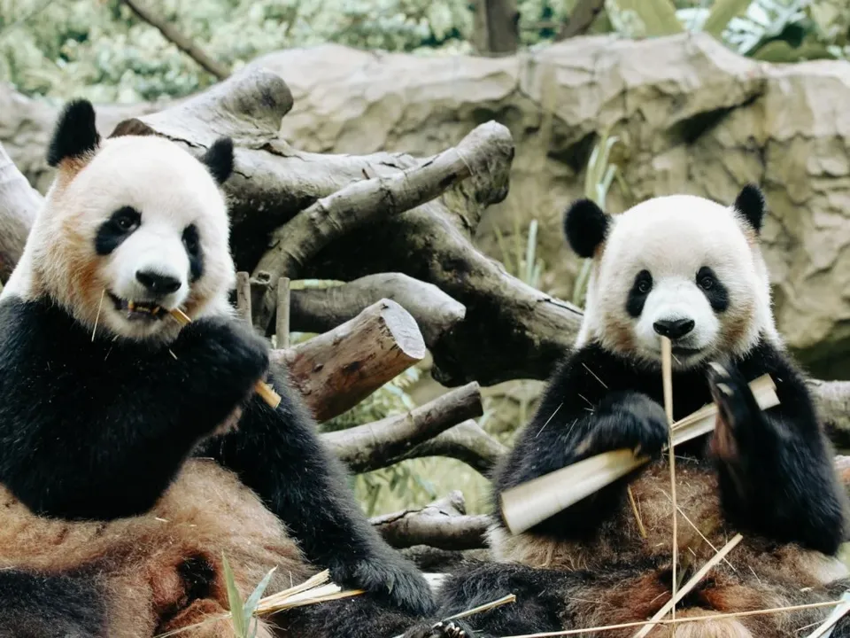 Doi urși panda stau pe un teren cu bușteni și resturi vegetale într-un mediu cu vegetație și stânci în fundal.