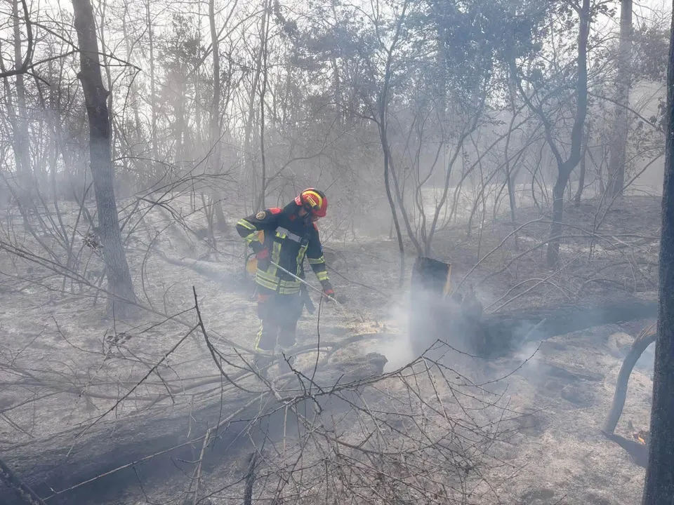 Un pompier cu echipament de protecție și cască portocalieie se află într-o zonă de pădure cu fum și ramuri arse pe sol.
