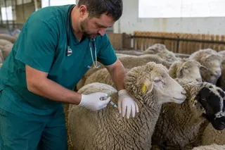 Un bărbat cu halat verde și stetoscoapă injectează un miel într-un coteț cu animale.