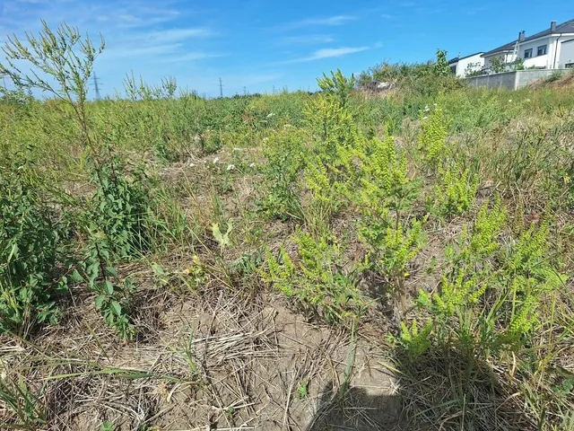 Un câmp cu iarbă uscată și plante verzi de diverse înălțimi sub un cer albastru.