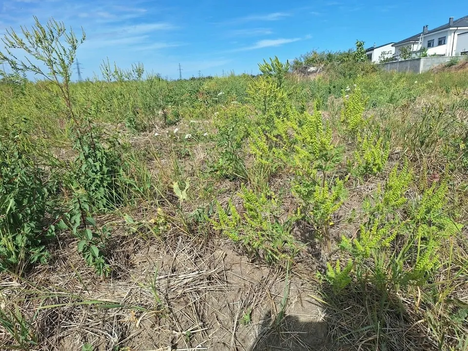 Un câmp cu iarbă uscată și plante verzi de diverse înălțimi sub un cer albastru.