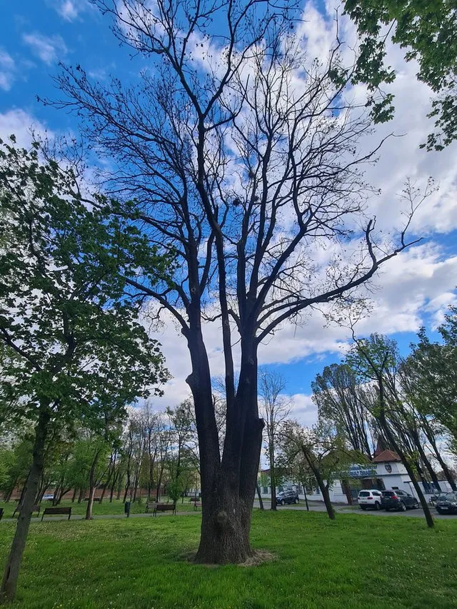 Un arbore înalt fără frunze stă pe un teren cu iarbă verde sub un cer cu nori albi.