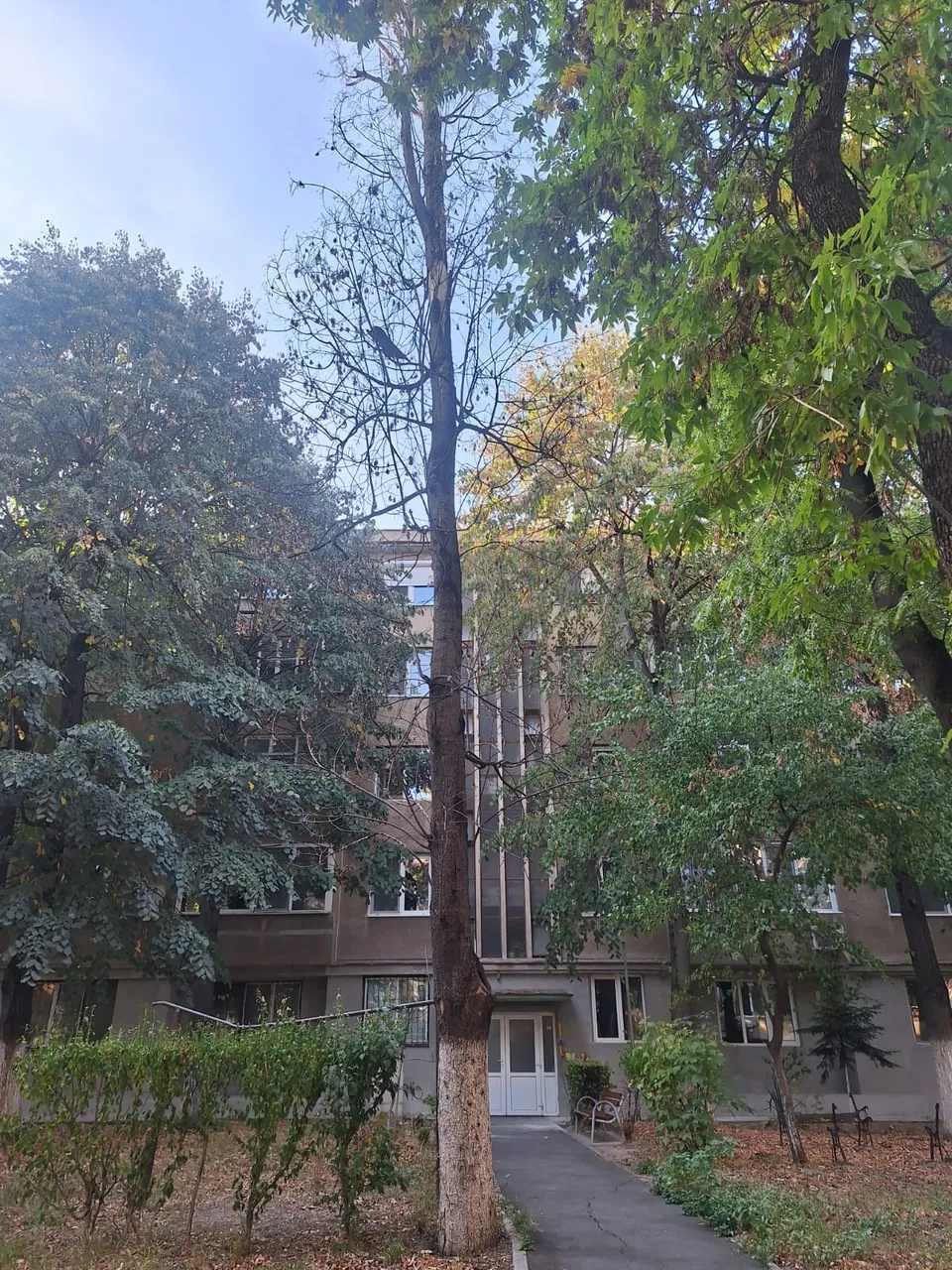 Un arbore înalt și subțire fără frunze stă în fața unei clădiri gri, fiind înconjurat de vegetație verde și arbusti.