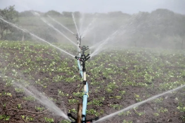 Mai multe aspersoare de pe un furtun albastru pulverizează apă peste un câmp cultivat cu plante verzi mici.