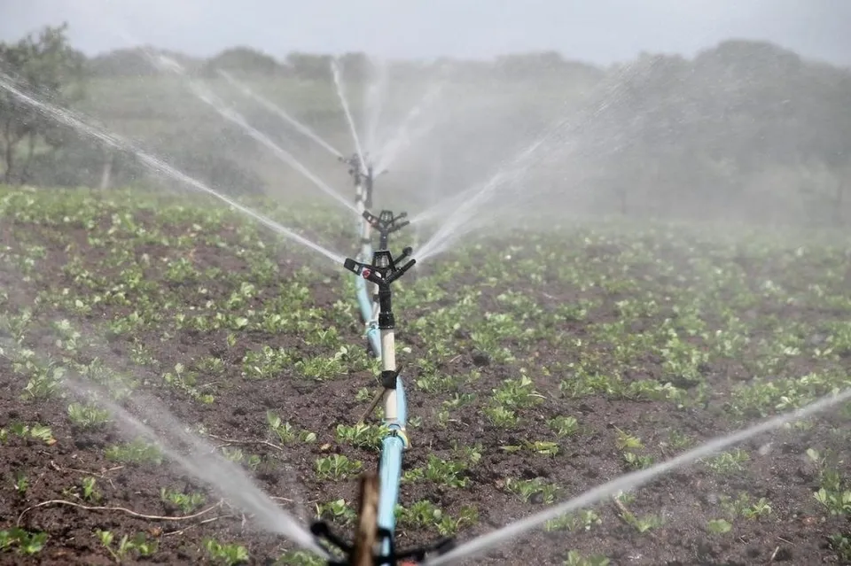 Mai multe aspersoare de pe un furtun albastru pulverizează apă peste un câmp cultivat cu plante verzi mici.
