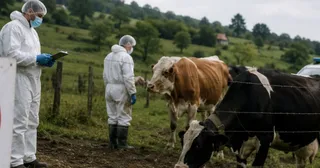 Două persoane purtând costume de protecție albe și măști stau într-un câmp lângă un grup de bovine.
