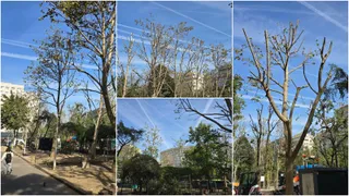 Copacii cu ramuri tăiate sunt vizibili sub un cer albastru cu urme de avioane, în apropierea unor clădiri și a unui drum.