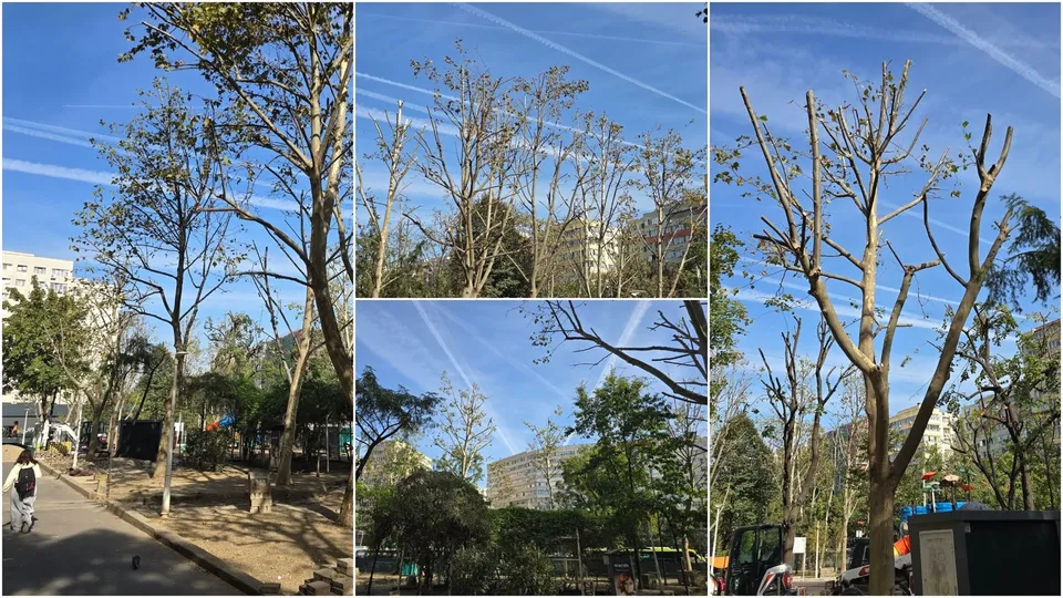 Copacii cu ramuri tăiate sunt vizibili sub un cer albastru cu urme de avioane, în apropierea unor clădiri și a unui drum.