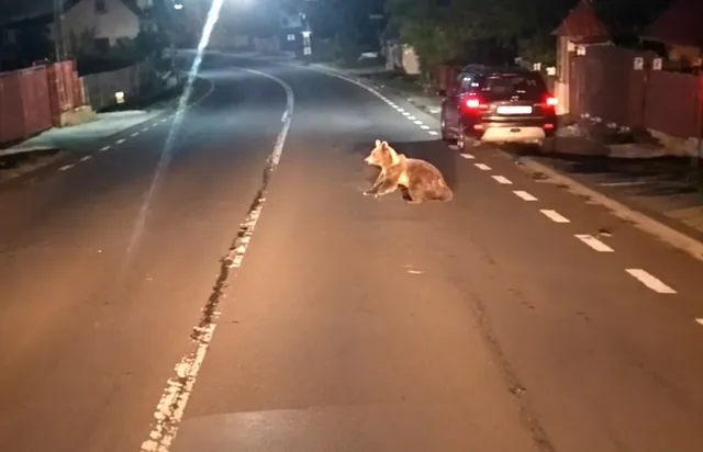 Un animal cu blană brună stă pe marginea unei străzi asfaltate lângă un autoturism parcat noaptea.