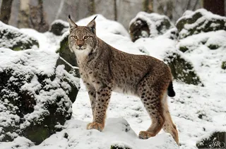 Un lynx stă pe un teren acoperit de zăpadă printre stânci înconjurate de vegetație.