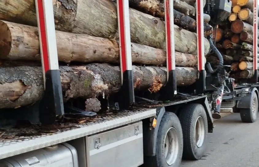 Un camion transportă numeroase bușteni de lemn stivuiți între stâlpii metalici ai platformei de încărcare.