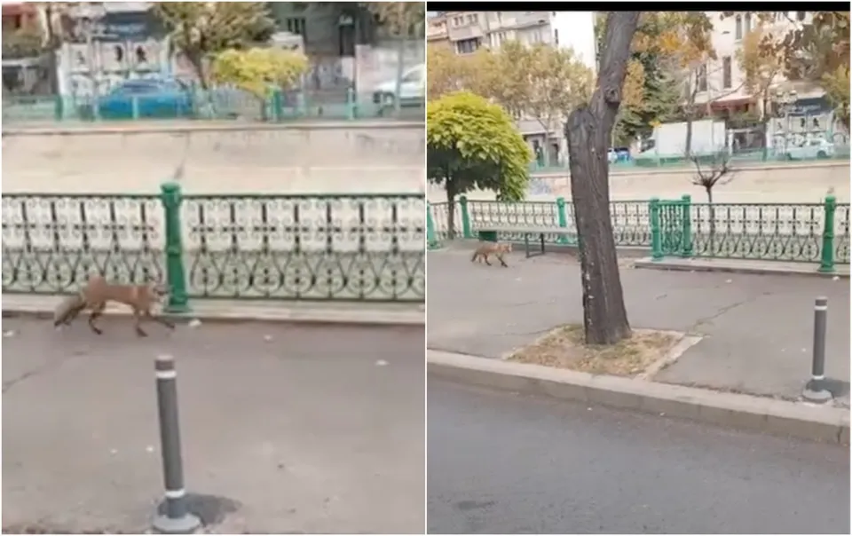 Două imagini suprapuse arată animale de talie mică, cu blană brună, mergând pe un trotuar lângă un gard metalic și un copac.