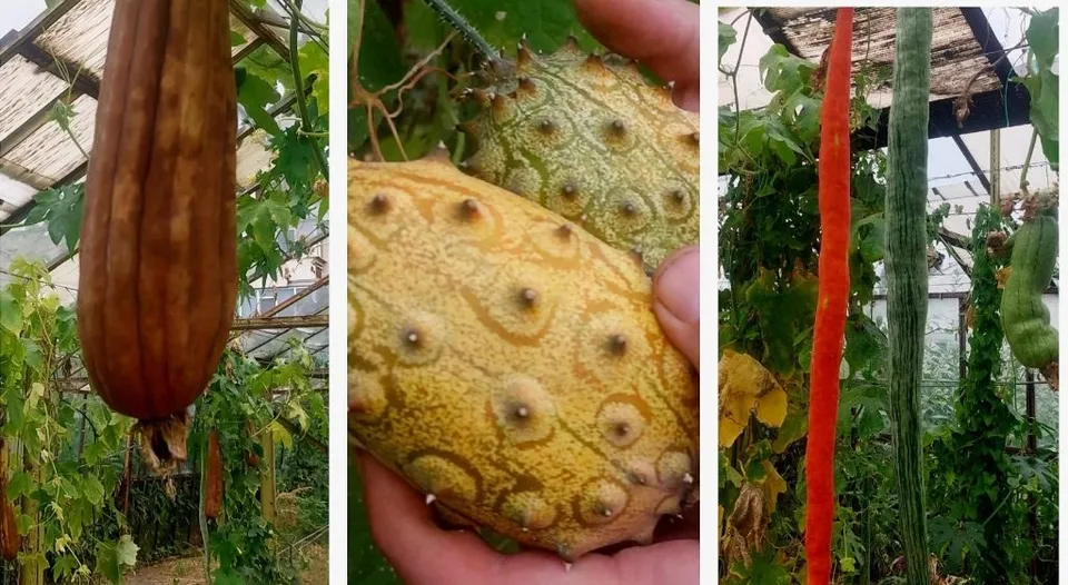 Un colaj format din trei imagini prezentând un dovleac lung și brun, două fructe de kivano cu protuberanțe și două legume lungi, una roșie și una verde.